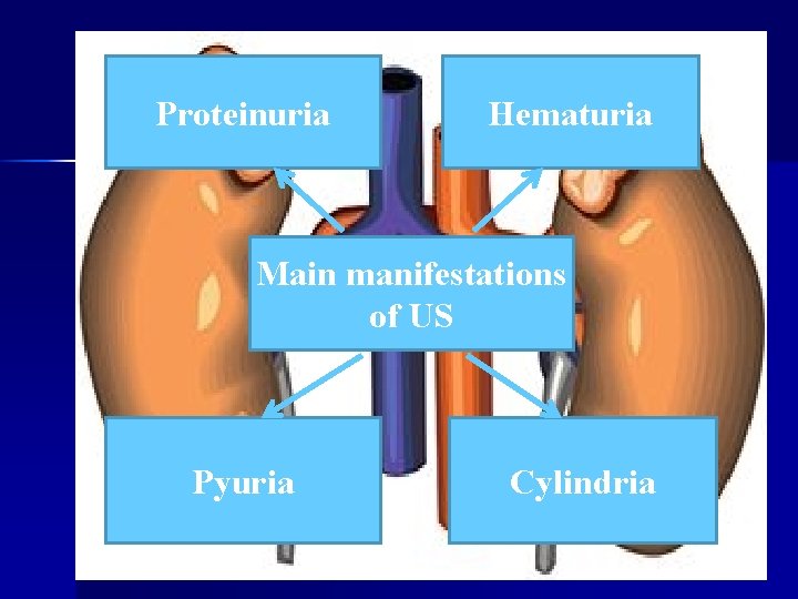 Proteinuria Hematuria Main manifestations of US Pyuria Cylindria 