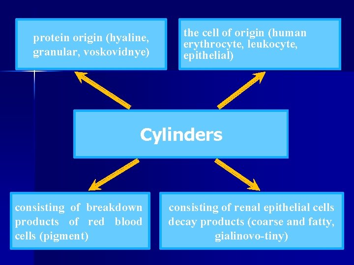 protein origin (hyaline, granular, voskovidnye) the cell of origin (human erythrocyte, leukocyte, epithelial) Cylinders