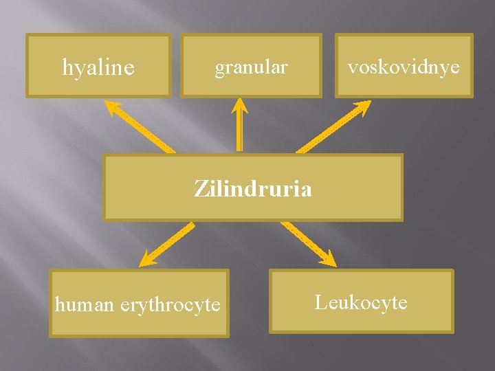 hyaline гиалиновые granular зернистые voskovidnye восковидные Цилиндрурия Zilindruria эритроцитарные human erythrocyte Leukocyte 