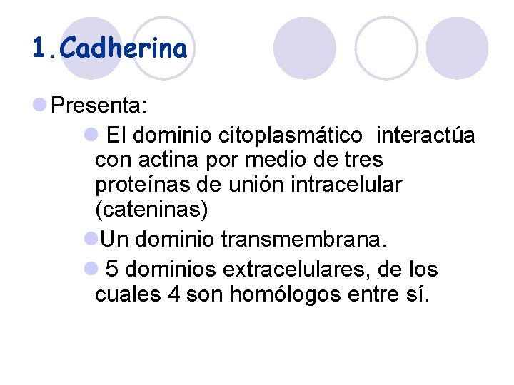1. Cadherina l Presenta: l El dominio citoplasmático interactúa con actina por medio de