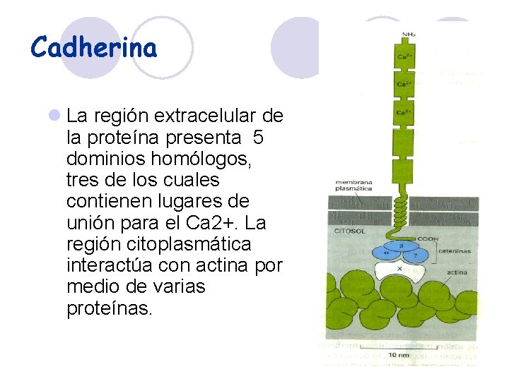 Cadherina l La región extracelular de la proteína presenta 5 dominios homólogos, tres de