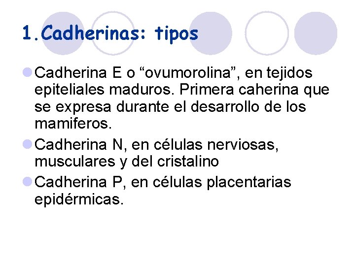 1. Cadherinas: tipos l Cadherina E o “ovumorolina”, en tejidos epiteliales maduros. Primera caherina