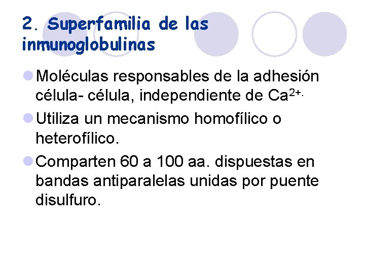 2. Superfamilia de las inmunoglobulinas l Moléculas responsables de la adhesión célula- célula, independiente