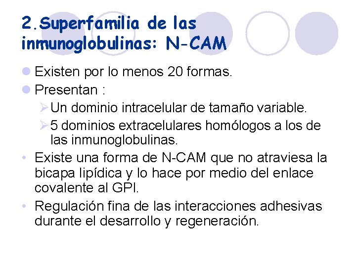 2. Superfamilia de las inmunoglobulinas: N-CAM l Existen por lo menos 20 formas. l