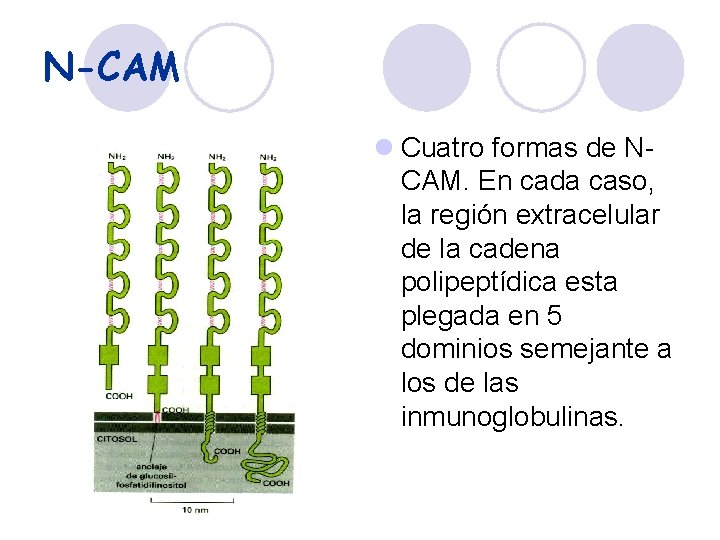 N-CAM l Cuatro formas de NCAM. En cada caso, la región extracelular de la
