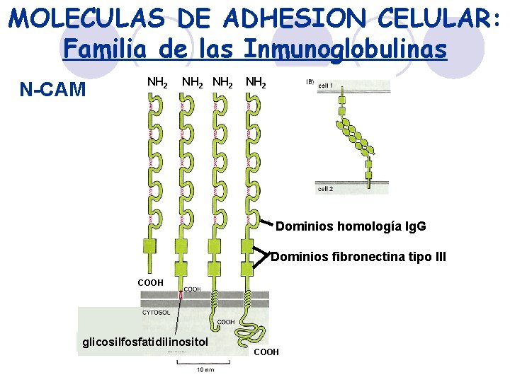 MOLECULAS DE ADHESION CELULAR: Familia de las Inmunoglobulinas N-CAM NH 2 Dominios homología Ig.