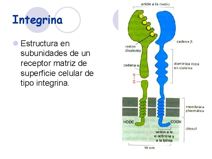 Integrina l Estructura en subunidades de un receptor matriz de superficie celular de tipo
