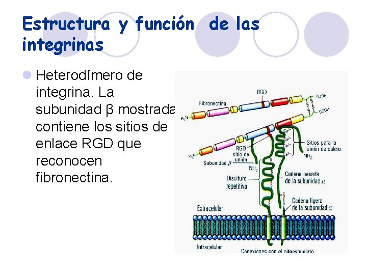 Estructura y función de las integrinas l Heterodímero de integrina. La subunidad β mostrada