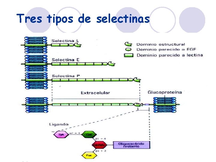 Tres tipos de selectinas 