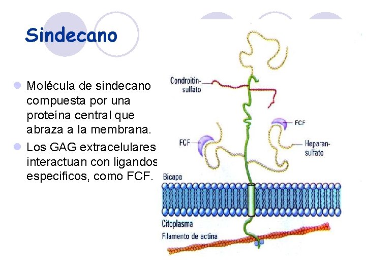 Sindecano l Molécula de sindecano compuesta por una proteína central que abraza a la