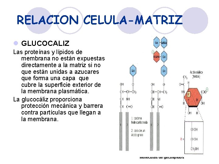 RELACION CELULA-MATRIZ l GLUCOCALIZ Las proteínas y lípidos de membrana no están expuestas directamente