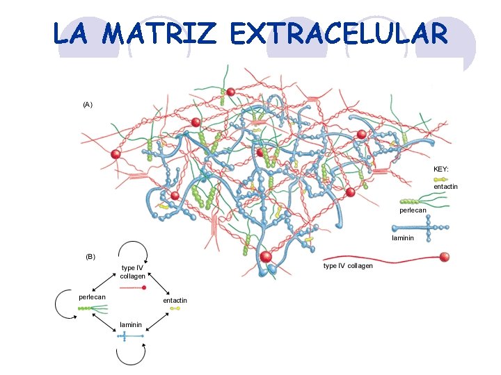 LA MATRIZ EXTRACELULAR 