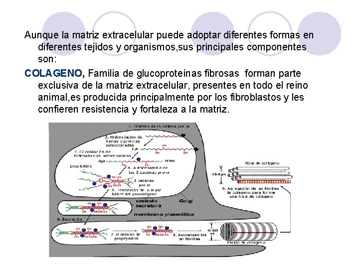 Aunque la matriz extracelular puede adoptar diferentes formas en diferentes tejidos y organismos, sus