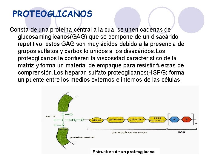 PROTEOGLICANOS Consta de una proteína central a la cual se unen cadenas de glucosaminglicanos(GAG)
