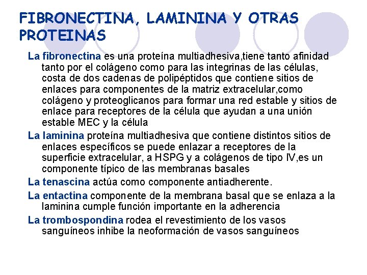 FIBRONECTINA, LAMININA Y OTRAS PROTEINAS La fibronectina es una proteína multiadhesiva, tiene tanto afinidad