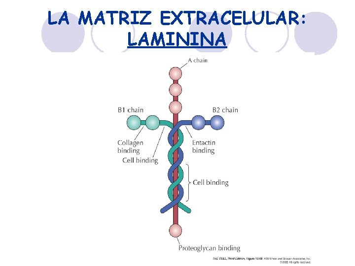 LA MATRIZ EXTRACELULAR: LAMININA 