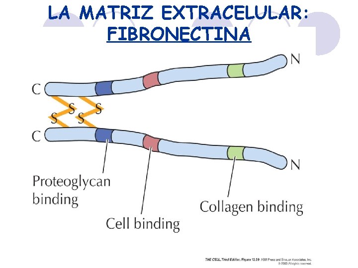 LA MATRIZ EXTRACELULAR: FIBRONECTINA 