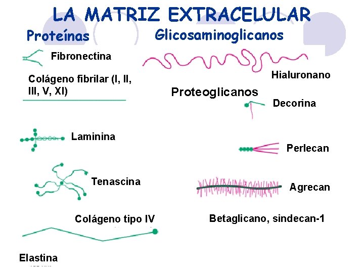 LA MATRIZ EXTRACELULAR Glicosaminoglicanos Proteínas Fibronectina Colágeno fibrilar (I, III, V, XI) Hialuronano Proteoglicanos