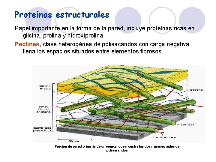 Proteínas estructurales Papel importante en la forma de la pared, incluye proteínas ricas en