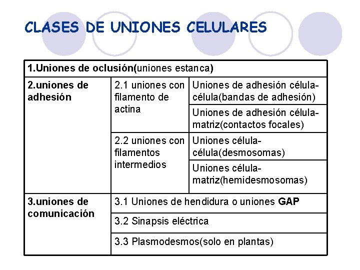 CLASES DE UNIONES CELULARES 1. Uniones de oclusión(uniones estanca) 2. uniones de adhesión 2.