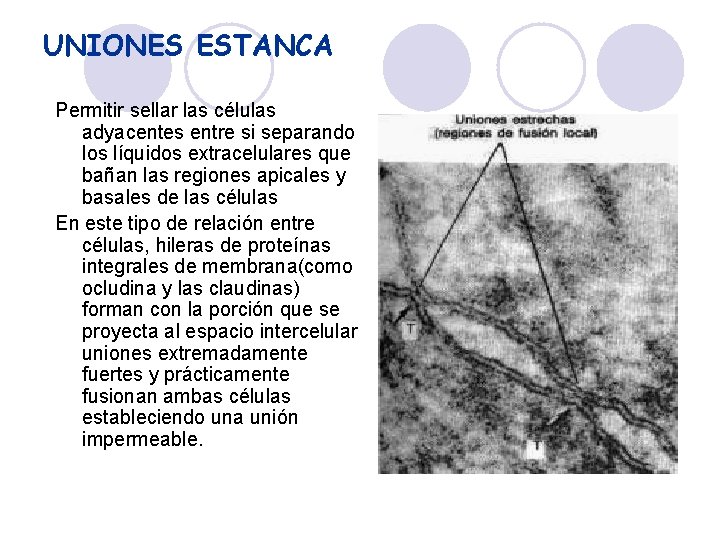 UNIONES ESTANCA Permitir sellar las células adyacentes entre si separando los líquidos extracelulares que