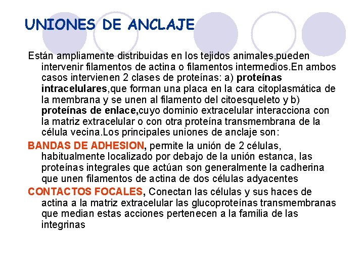UNIONES DE ANCLAJE Están ampliamente distribuidas en los tejidos animales, pueden intervenir filamentos de