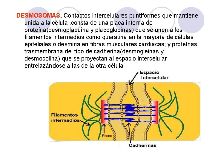 DESMOSOMAS, Contactos intercelulares puntiformes que mantiene unida a la célula , consta de una