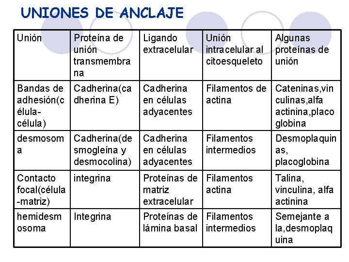 UNIONES DE ANCLAJE Unión Proteína de unión transmembra na Ligando extracelular Unión intracelular al
