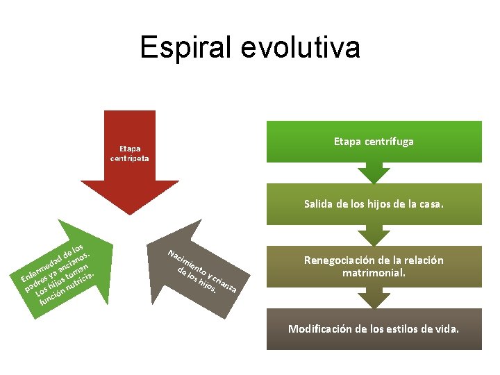 Espiral evolutiva Etapa centrífuga Etapa centrípeta Salida de los hijos de la casa. los.