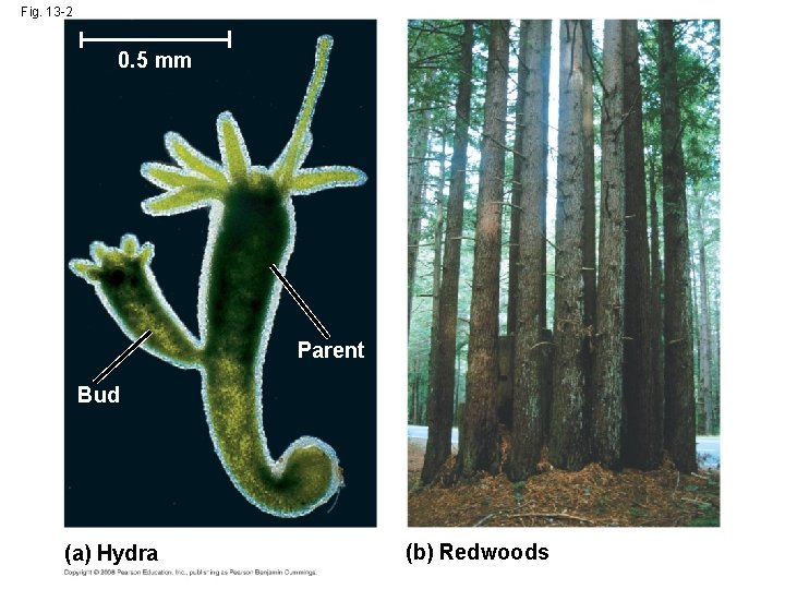 Fig. 13 -2 0. 5 mm Parent Bud (a) Hydra (b) Redwoods 