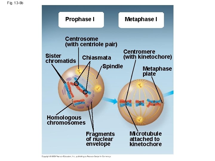 Fig. 13 -8 b Prophase I Metaphase I Centrosome (with centriole pair) Sister chromatids