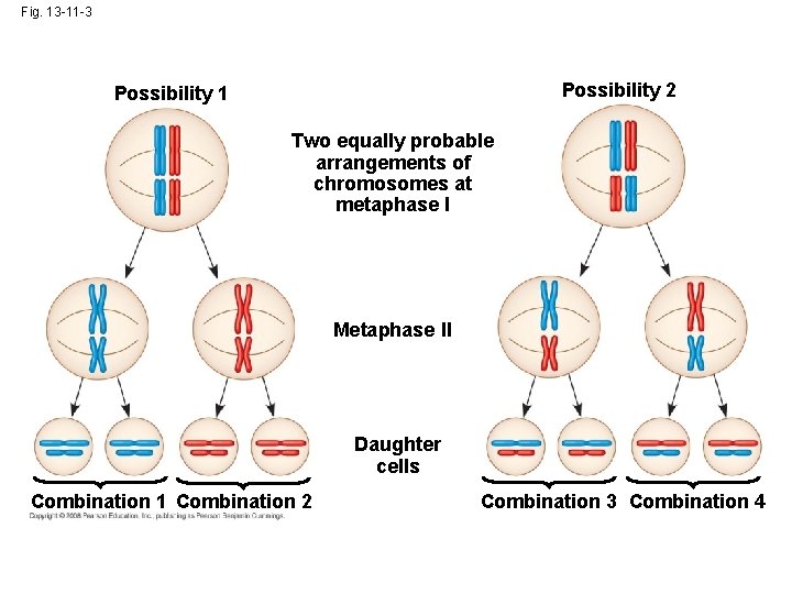 Fig. 13 -11 -3 Possibility 2 Possibility 1 Two equally probable arrangements of chromosomes