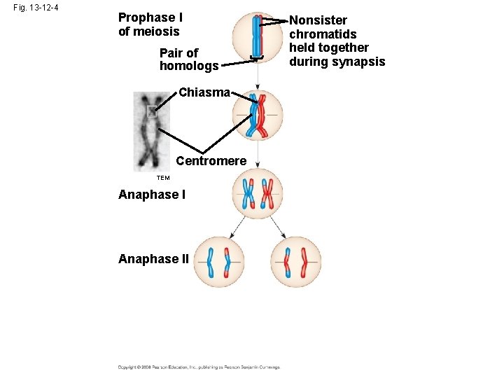 Fig. 13 -12 -4 Prophase I of meiosis Pair of homologs Chiasma Centromere TEM