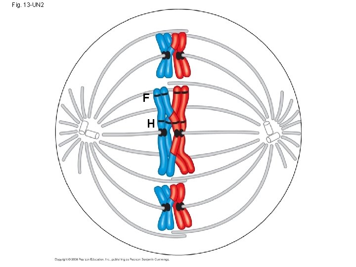 Fig. 13 -UN 2 F H 