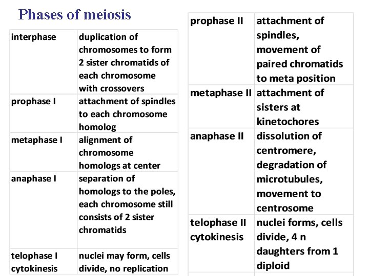 Phases of meiosis 