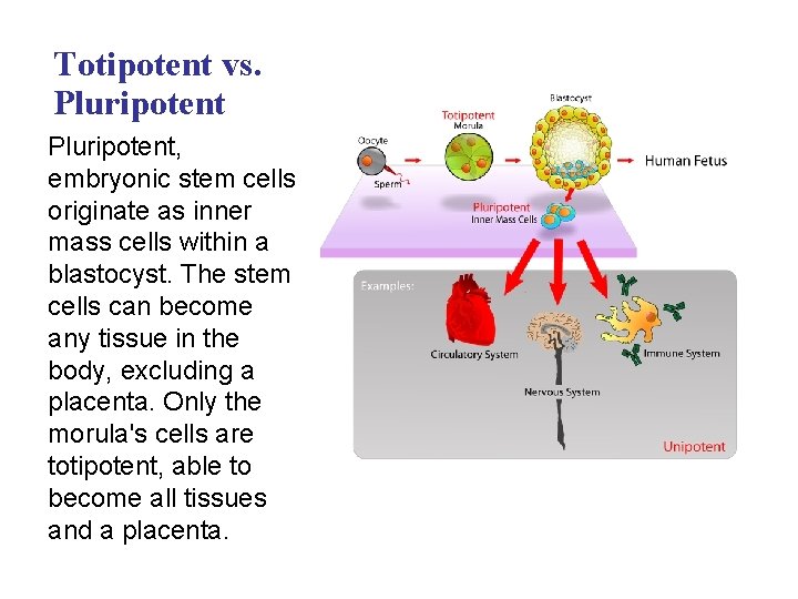 Totipotent vs. Pluripotent, embryonic stem cells originate as inner mass cells within a blastocyst.