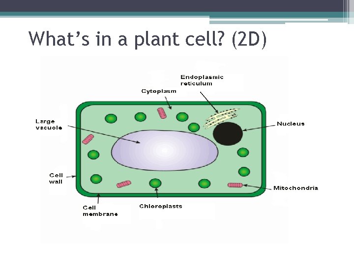 What’s in a plant cell? (2 D) 
