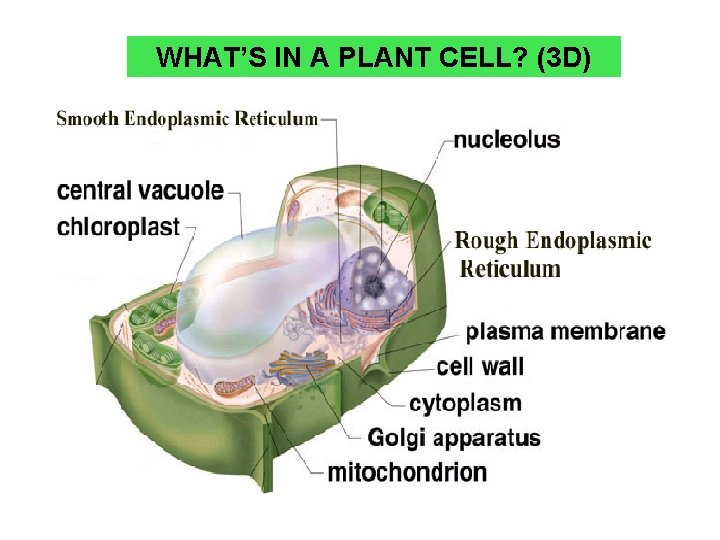 WHAT’S IN A PLANT CELL? (3 D) 