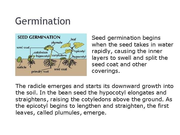 Germination Seed germination begins when the seed takes in water rapidly, causing the inner