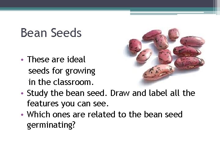 Bean Seeds • These are ideal seeds for growing in the classroom. • Study