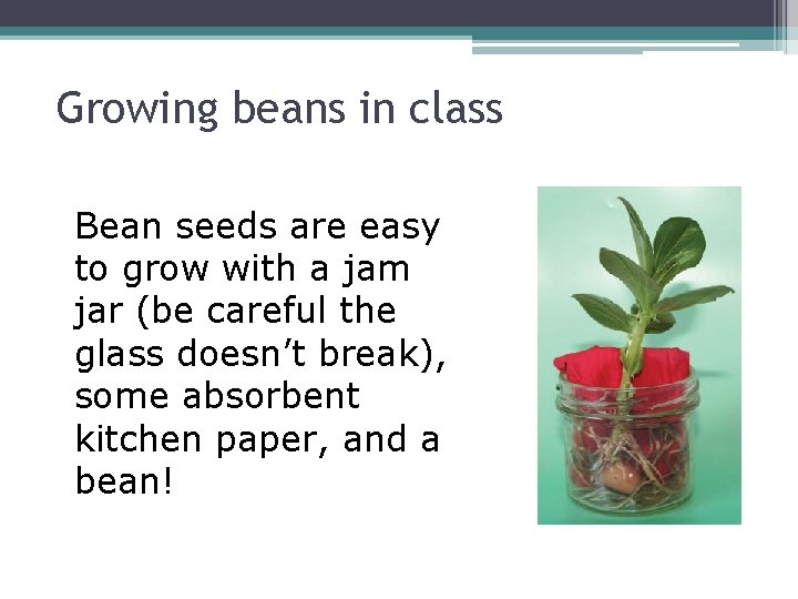 Growing beans in class Bean seeds are easy to grow with a jam jar