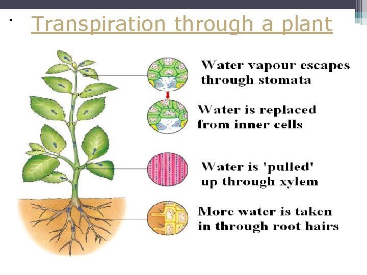 Transpiration through a plant 