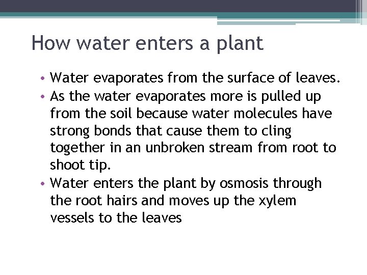 How water enters a plant • Water evaporates from the surface of leaves. •