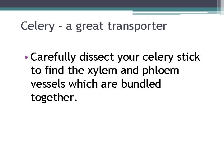 Celery – a great transporter • Carefully dissect your celery stick to find the