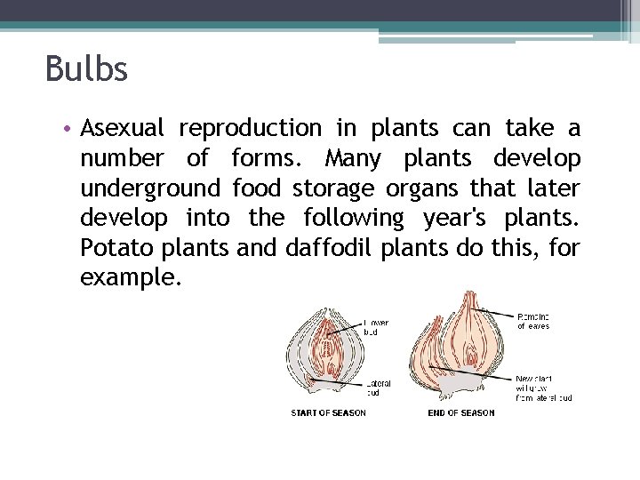 Bulbs • Asexual reproduction in plants can take a number of forms. Many plants