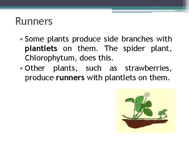 Runners • Some plants produce side branches with plantlets on them. The spider plant,