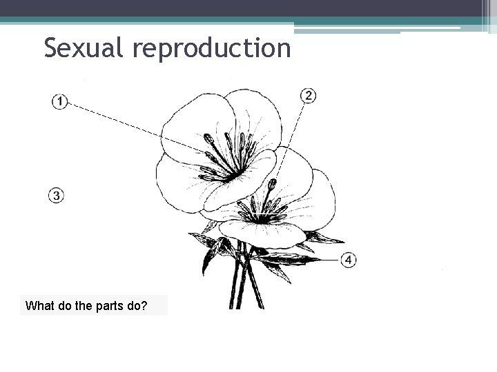Sexual reproduction What do the parts do? 