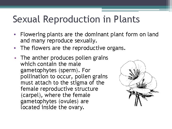 Sexual Reproduction in Plants • Flowering plants are the dominant plant form on land