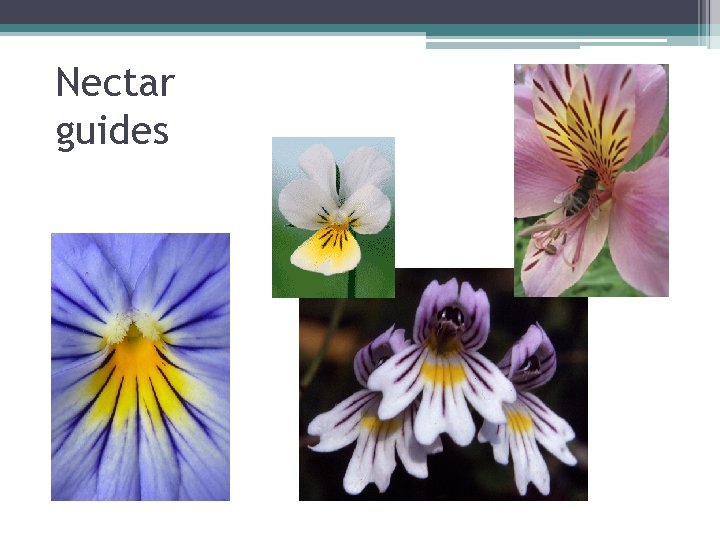 Nectar guides 