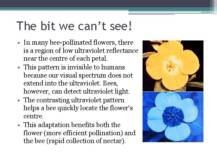The bit we can’t see! • In many bee-pollinated flowers, there is a region